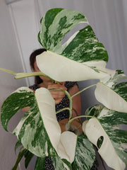 Monstera Variegata Halfmoon