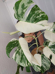 Monstera Variegata Halfmoon