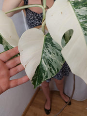 Monstera Variegata Halfmoon