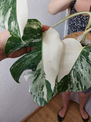 Monstera Variegata Halfmoon