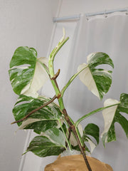 Monstera Variegata Halfmoon
