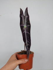 Sad Plants