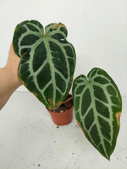 Sad Plants