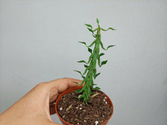 Ceropegia Simoneae