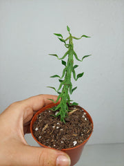 Ceropegia Simoneae
