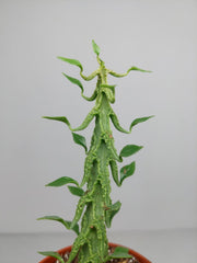 Ceropegia Simoneae
