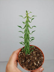Ceropegia Simoneae