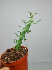 Ceropegia Simoneae