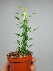 Ceropegia Simoneae