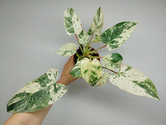 Philodendron Emerald Queen