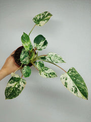 Philodendron Emerald Queen