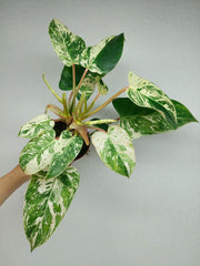 Philodendron Emerald Queen