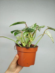Philodendron Emerald Queen