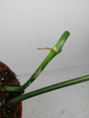 Philodendron Florida Beauty x Mayoi Variegata vergrünt