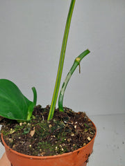 Philodendron Florida Beauty x Mayoi Variegata vergrünt
