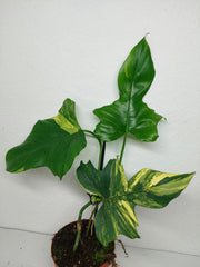 Philodendron Florida Beauty x Mayoi Variegata vergrünt