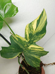 Philodendron Florida Beauty x Mayoi Variegata vergrünt
