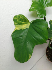 Philodendron Florida Beauty x Mayoi Variegata vergrünt