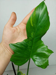Philodendron Florida Beauty x Mayoi Variegata vergrünt