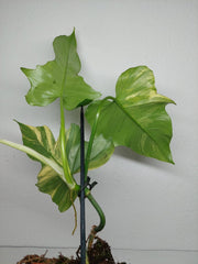 Philodendron Florida Beauty x Mayoi Variegata vergrünt