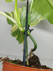 Philodendron Florida Beauty x Mayoi Variegata vergrünt