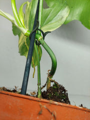 Philodendron Florida Beauty x Mayoi Variegata vergrünt