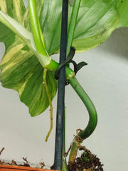 Philodendron Florida Beauty x Mayoi Variegata vergrünt