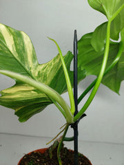 Philodendron Florida Beauty x Mayoi Variegata vergrünt