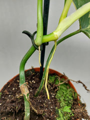 Philodendron Florida Beauty x Mayoi Variegata vergrünt