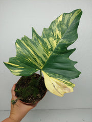 Philodendron Florida Beauty x Mayoi Variegata vergrünt
