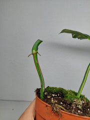 Philodendron Florida Beauty x Mayoi Variegata vergrünt