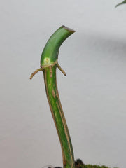 Philodendron Florida Beauty x Mayoi Variegata vergrünt