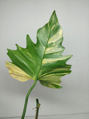 Philodendron Florida Beauty x Mayoi Variegata vergrünt