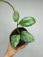 Hoya Waymaniae Kapuas