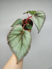 Begonia Flamingo Soul