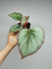 Begonia Flamingo Soul