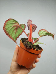 Begonia Flamingo Soul