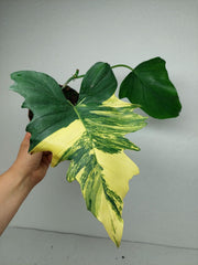 Philodendron Florida Beauty x Mayoi Variegata vergrünt