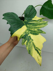 Philodendron Florida Beauty x Mayoi Variegata vergrünt