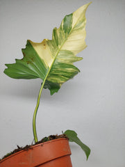 Philodendron Florida Beauty x Mayoi Variegata vergrünt