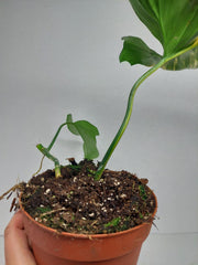 Philodendron Florida Beauty x Mayoi Variegata vergrünt