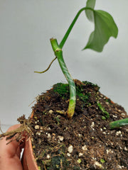 Philodendron Florida Beauty x Mayoi Variegata vergrünt
