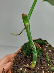 Philodendron Florida Beauty x Mayoi Variegata vergrünt