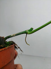 Philodendron Florida Beauty x Mayoi Variegata vergrünt