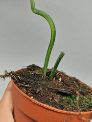 Philodendron Florida Beauty x Mayoi Variegata vergrünt