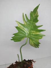 Philodendron Florida Beauty x Mayoi Variegata vergrünt
