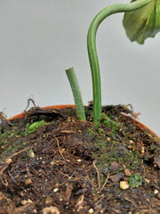 Philodendron Florida Beauty x Mayoi Variegata vergrünt