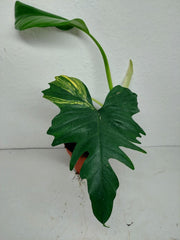 Philodendron Florida Beauty x Mayoi Variegata vergrünt