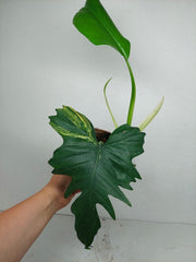 Philodendron Florida Beauty x Mayoi Variegata vergrünt