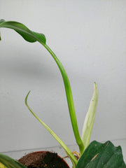 Philodendron Florida Beauty x Mayoi Variegata vergrünt